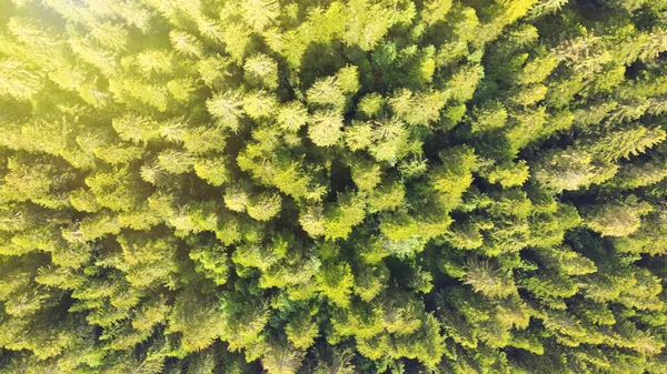 Letecký Pohled Krásné Horské Stromy Letní Sezóně — Stock fotografie