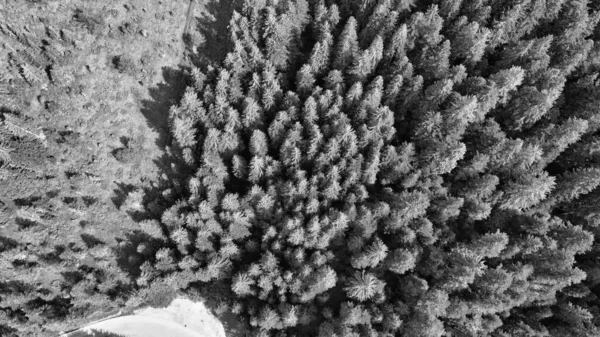 Luchtfoto Van Prachtige Bergbomen Het Zomerseizoen — Stockfoto