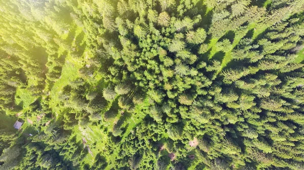 Vista Aérea Aérea Hermosos Árboles Montaña Verano —  Fotos de Stock