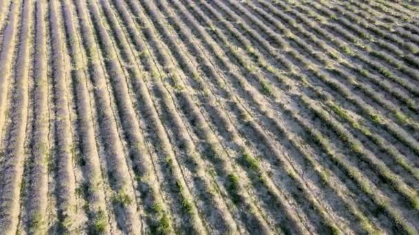 Lavender meadows in open countryside. Amazing aerial view in summer season — Stock Video