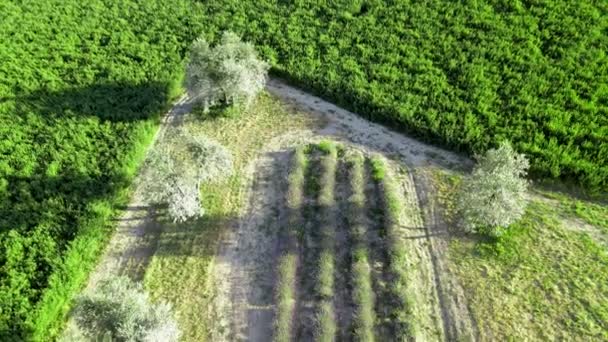 Vista aérea aérea de los campos de lavanda en el campo, temporada de verano, mirador de drones — Vídeos de Stock
