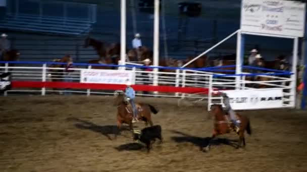 KODY, WY - LIPIEC 2019: Kowboj ściga krowę liną w parku rodeo — Wideo stockowe