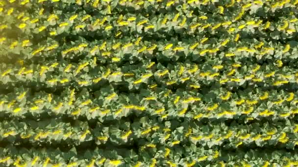 Letecký pohled na slunečnicové louky v létě — Stock video