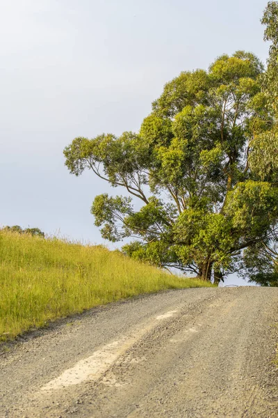 Piękne Wiejskie Wzgórza Victoria Australia Drzewo Wzdłuż Pięknej Drogi — Zdjęcie stockowe
