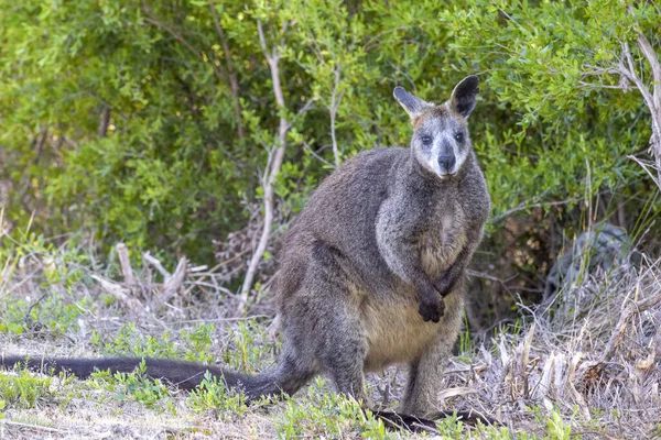 Καγκουρό Στέκεται Στο Γρασίδι Αυστραλία — Φωτογραφία Αρχείου