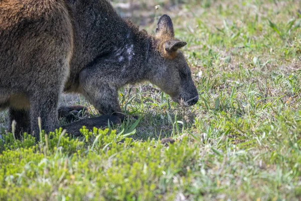 Canguro Comiendo Hierba Australia — Foto de Stock