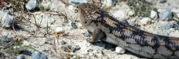 Lizard Unpaved Road Australia — Stock Photo, Image