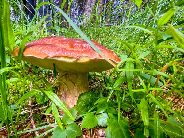 Porcino Svamp Italiensk Skog Läcker Ätlig Svamp Boletus Edulis Granskog — Stockfoto