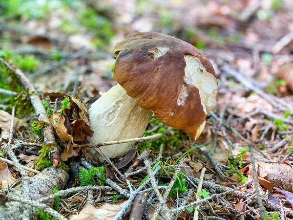 波西诺蘑菇 意大利的树林 云杉森林中美味的可食蘑菇百里香 — 图库照片