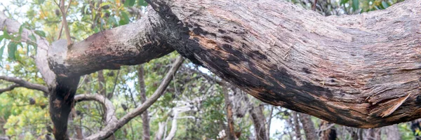 Красивый Ствол Дерева Над Сельской Тропой — стоковое фото