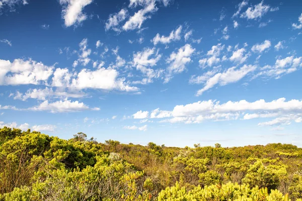 Schöne Vegetation Mit Blauem Himmel Und Wolken Urlaubskonzept — Stockfoto