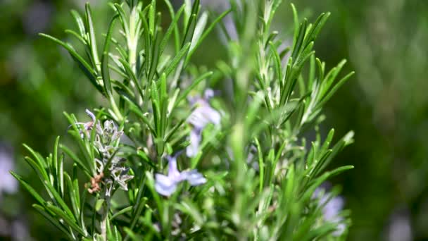 Bee on the flowers in spring time — Stock Video