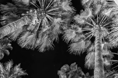 Fransa 'da bir bahar gecesinde Cannes' ın güzel palmiyeleri.