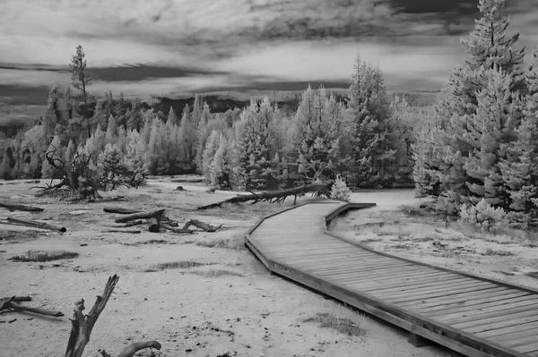 Musta Valkoinen Infrapunanäkymä Yellowstonen Metsään Wyoming Yhdysvallat — kuvapankkivalokuva