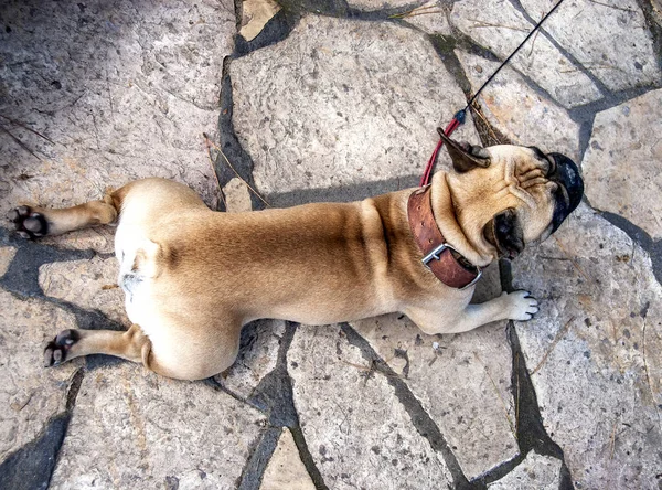 Bulldog Overhead View Street — Stock Photo, Image