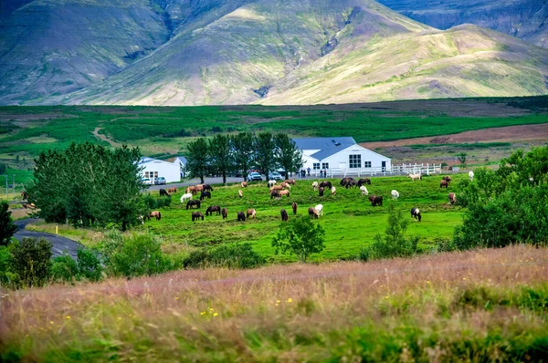 Ranch Rural Saison Estivale Islande — Photo