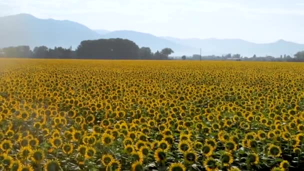 Yazın güzel ayçiçeklerinin muhteşem hava manzarası — Stok video