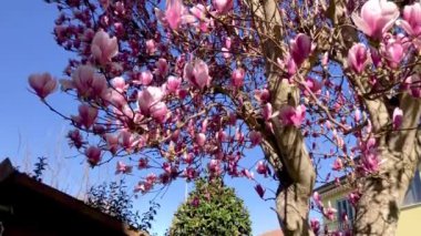 Manolya ağacı harika bir bahar gününde çiçek açar, aşağıdan yukarıya doğru.