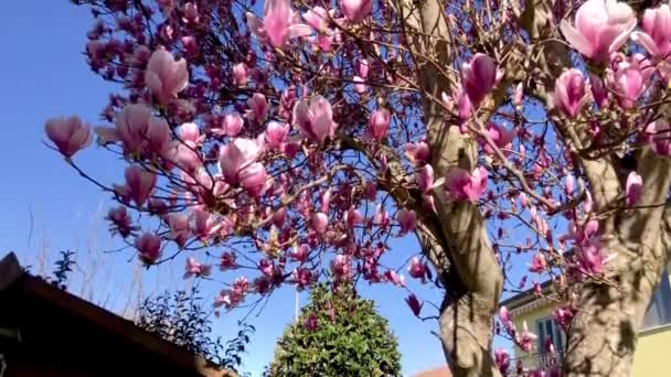 Magnólie rozkvétá za nádherného jarního dne, pohled zdola nahoru — Stock video