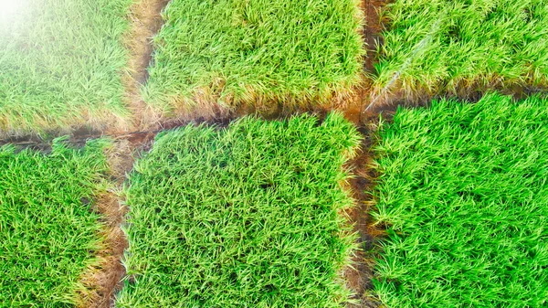 Hermosa Pradera Isla Con Plantas Bambú Vista Aérea — Foto de Stock