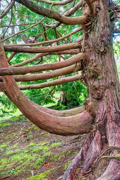 Ботанический Сад Веллингтона Новая Зеландия Озил Красивом Дереве — стоковое фото