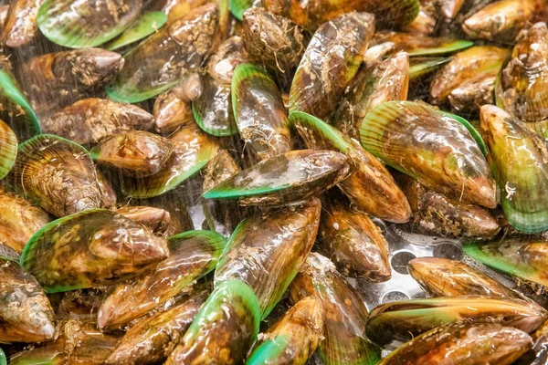 Reuzenmosselen Van Nieuw Zeeland Zoet Water — Stockfoto