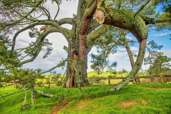 Csodálatos Hobbiton Village Zéland — Stock Fotó