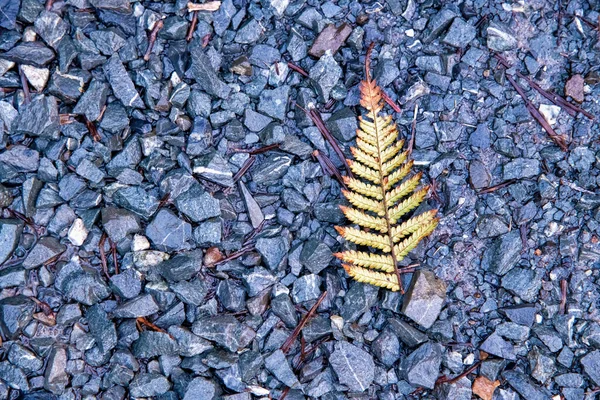 Fern Blad Marken Bladverk Koncept Abstrakt — Stockfoto