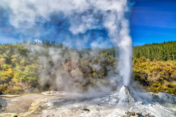 Lady Knox Geyser Waiotapu Geothermische Vallei Rotorua — Stockfoto