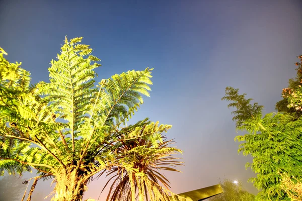 Schöne Bäume Mit Nebel Auf Dem Hintergrund Der Nacht — Stockfoto