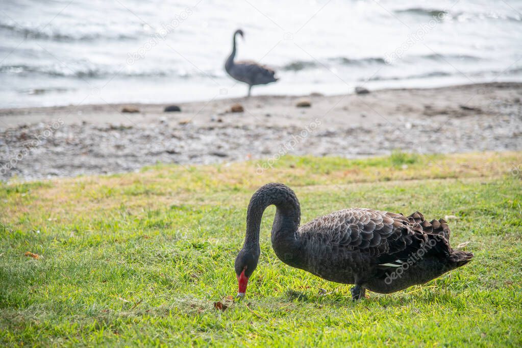 Black swan waling along the lake.
