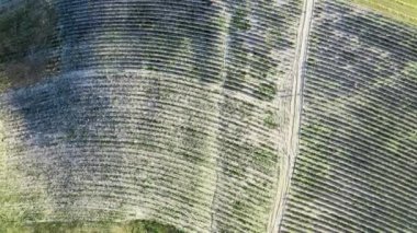 Açık kırsaldaki lavanta otlakları. Yaz mevsiminde inanılmaz hava manzarası