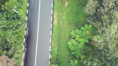 Ada ormanı boyunca güzel bir yol, hava manzarası.