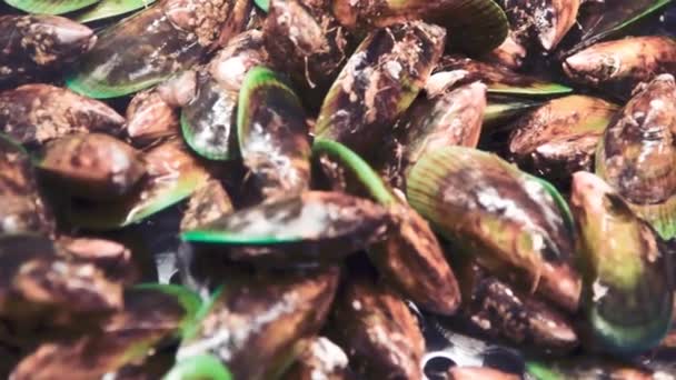 Neuseeländische Muscheln mit Sprühwasser. Zeitlupe — Stockvideo