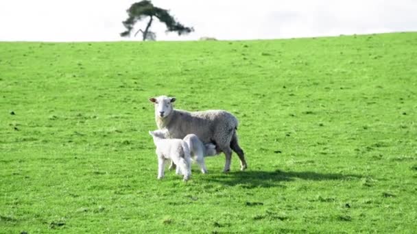 Schafe auf einer Wiese, Neuseeland. Zeitlupe — Stockvideo