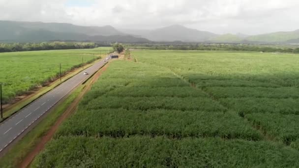 Νήσος Μαυρίκιος, Αφρική Sugar Cane Meadows από την άποψη drone — Αρχείο Βίντεο