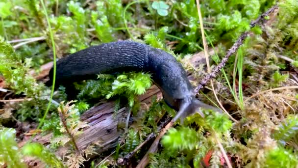 Slak beweegt in het bos, slow motion — Stockvideo