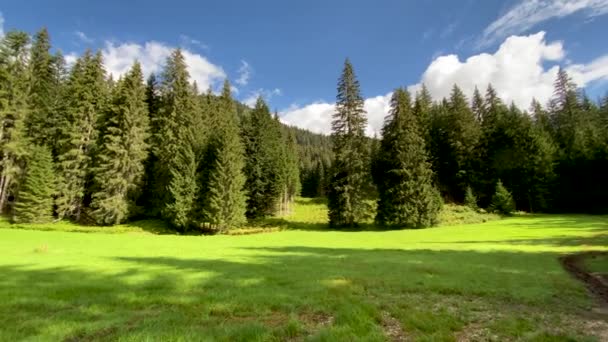 Belle forêt dans les Dolomites, saison estivale — Video