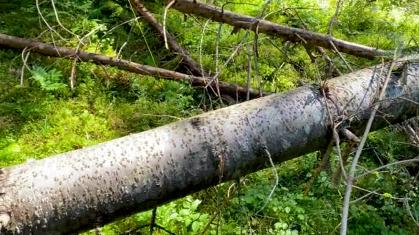 Ormandaki ağaç gövdesi, yaz mevsimi. Ağır çekimde göster — Stok video