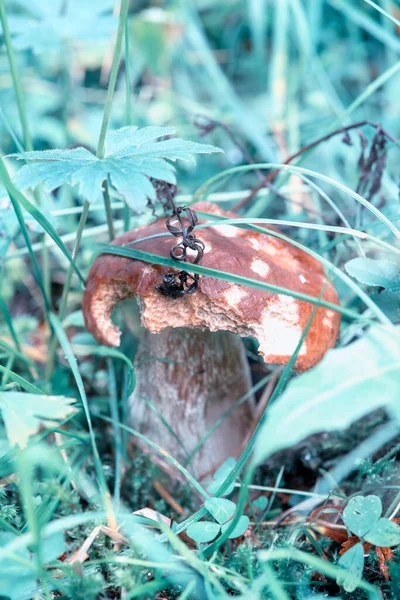 Close Boletus Mushroom Forest — Stock Photo, Image