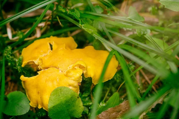 Close Chanterelle Mushroom Forest — Stock Photo, Image