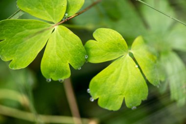 Ormandaki su damlalarıyla yonca manzarasını kapat..