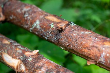 Ormandaki ağaç gövdeleri, yaklaşın..