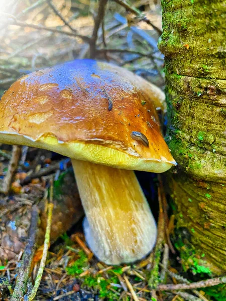 Giant Boletus Mushroom Forest Porcino Italian Alps — Stock Photo, Image