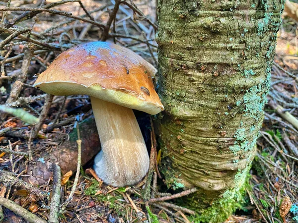 Giant Boletus Mushroom Forest Porcino Italian Alps — Stock Photo, Image