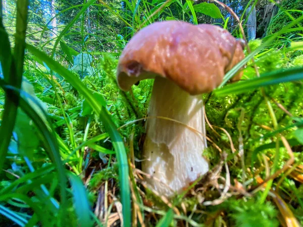 Boletus Mushroom Forest Porcino Ground Level — Stock Photo, Image