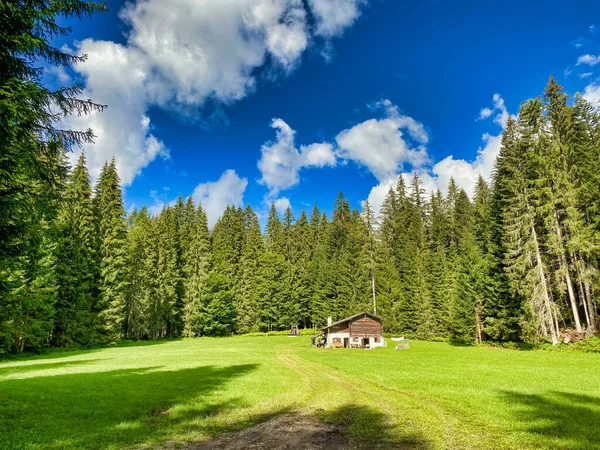 Colibă Lemn Mijlocul Pădurii — Fotografie, imagine de stoc