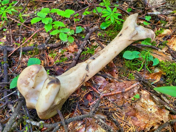 森林里的动物骨头 — 图库照片