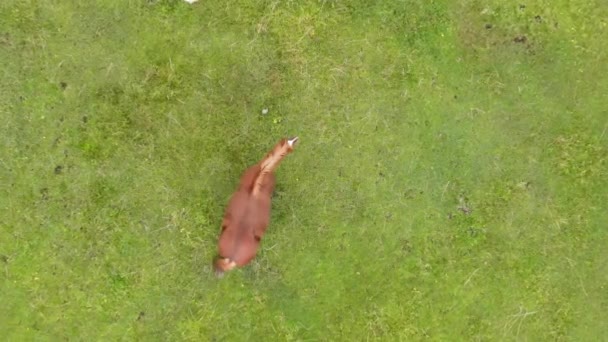 Uitzicht vanuit de lucht op grazende paarden in de bergweiden, boven uitkijkpunt — Stockvideo