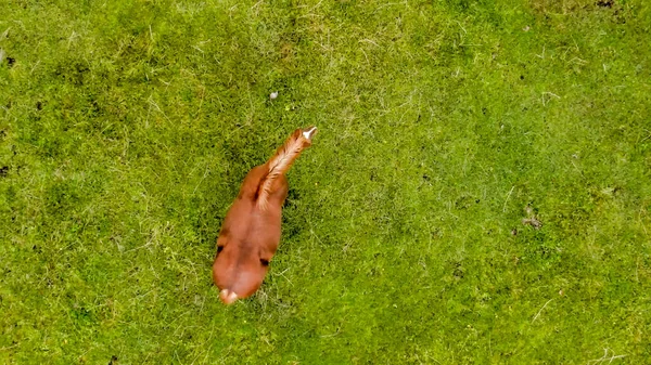 山の牧草地で美しい馬の放牧 夏の上空からの眺め — ストック写真